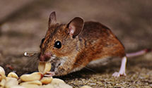 24 Hour & Emergency Exterminators in Deer River, NY